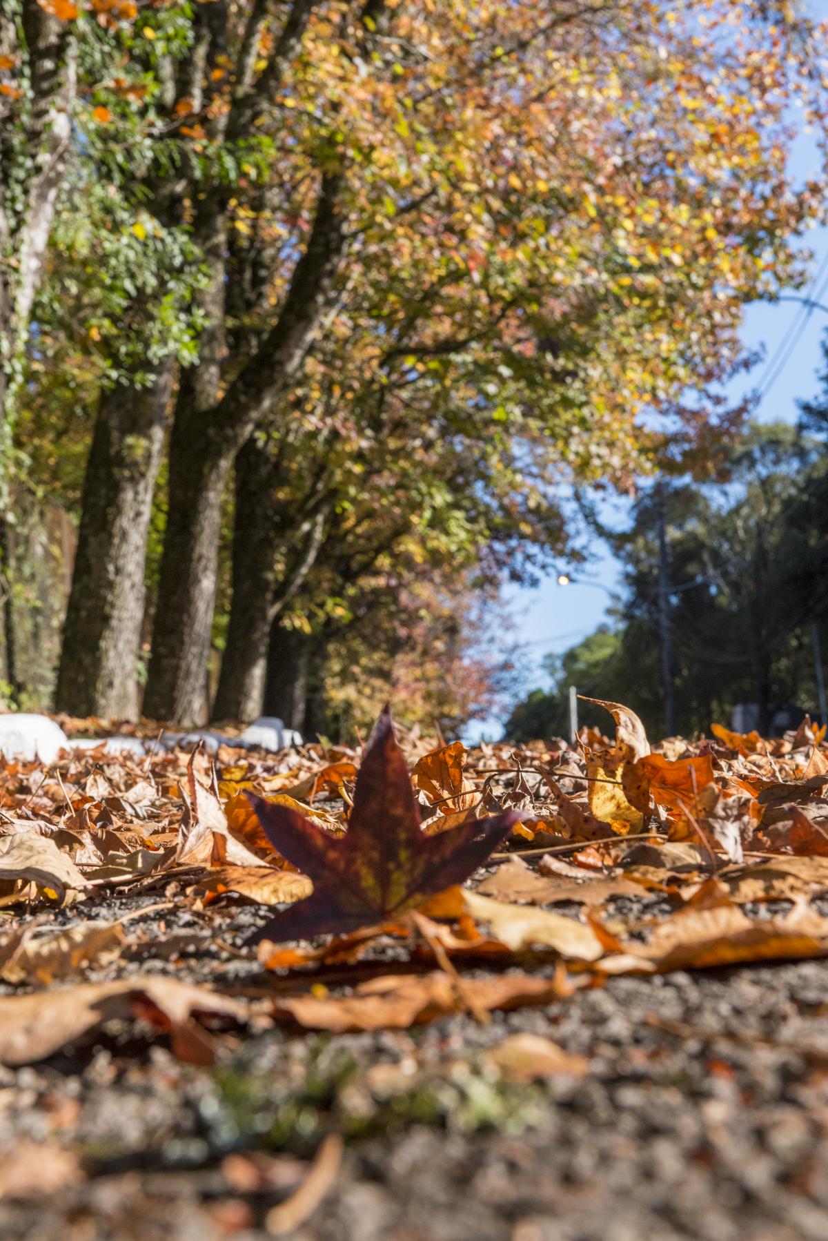 Doces caseiros as confeitarias artesanais que os moradores amam